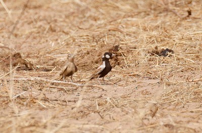 Chestnut-backed Sparrow-Lark - ML652697232
