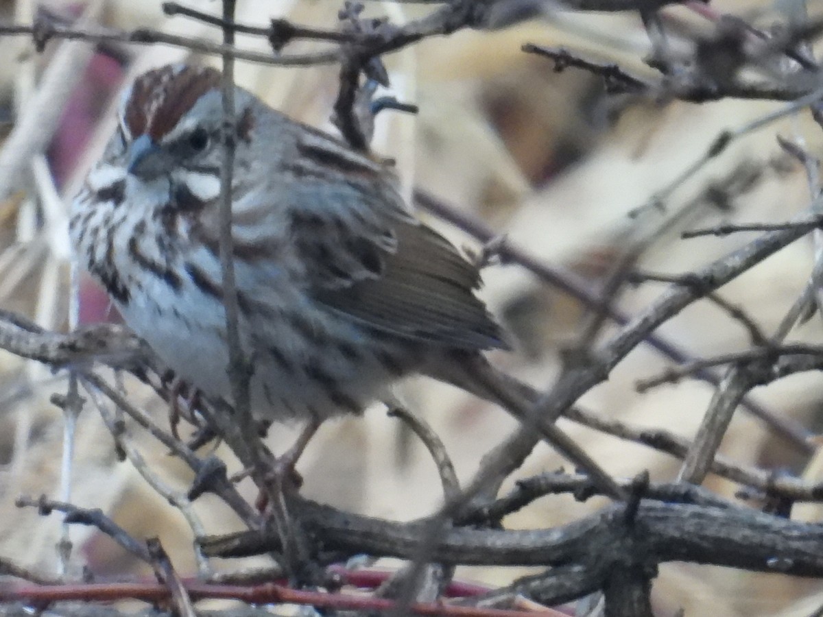 ウタスズメ - ML652697240