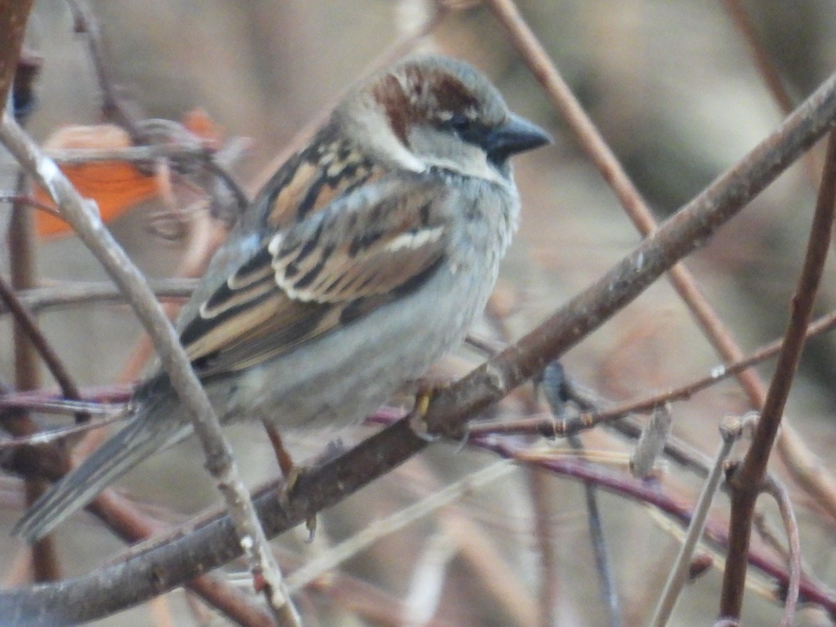 イエスズメ - ML652697257