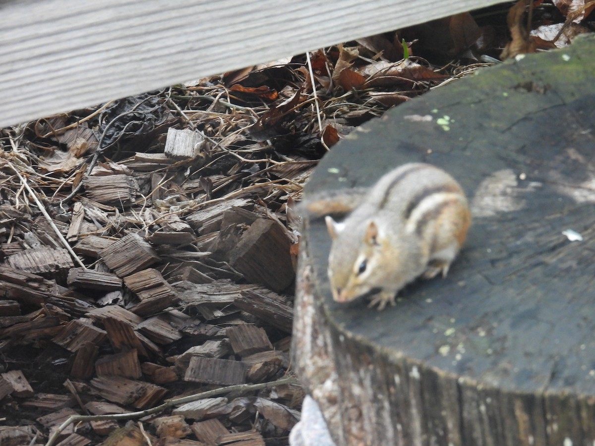 トウブシマリス - ML652697276