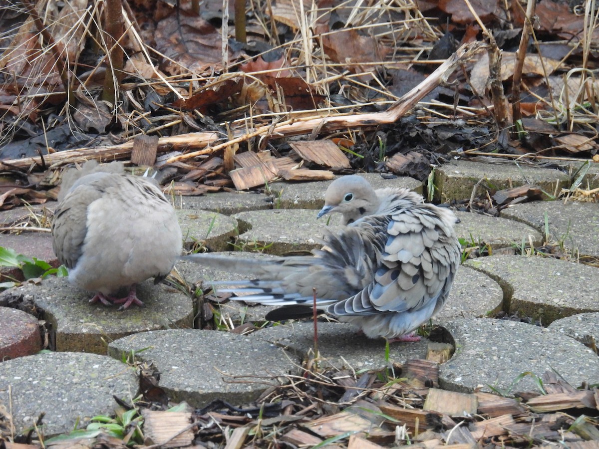 ナゲキバト - ML652697306