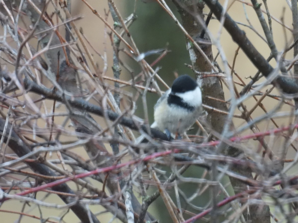 アメリカコガラ - ML652697327