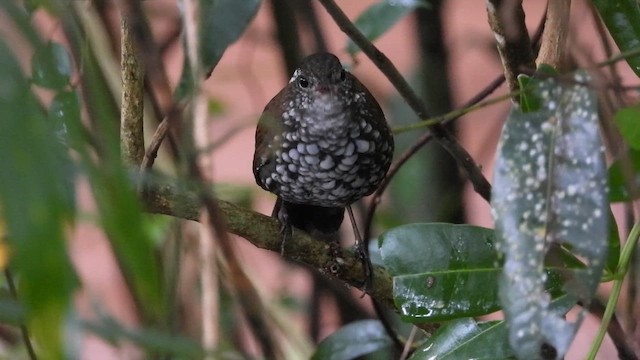 Sharp-tailed Streamcreeper - ML652697352