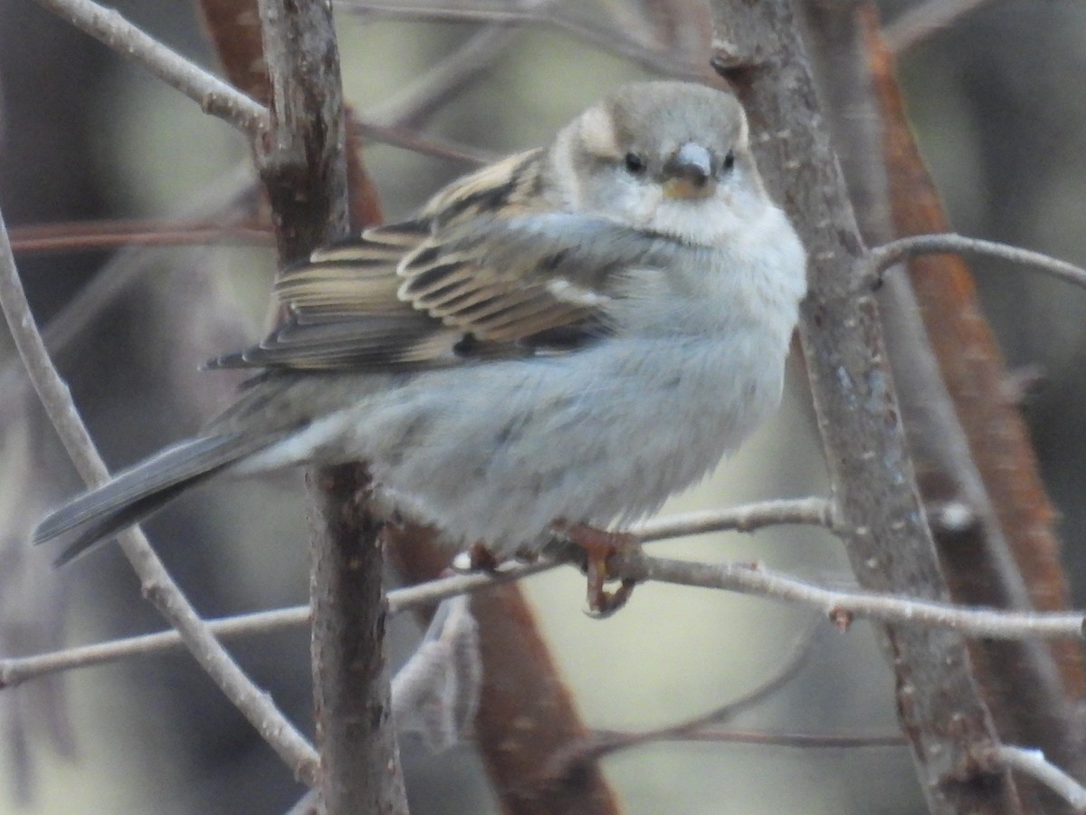 イエスズメ - ML652697353