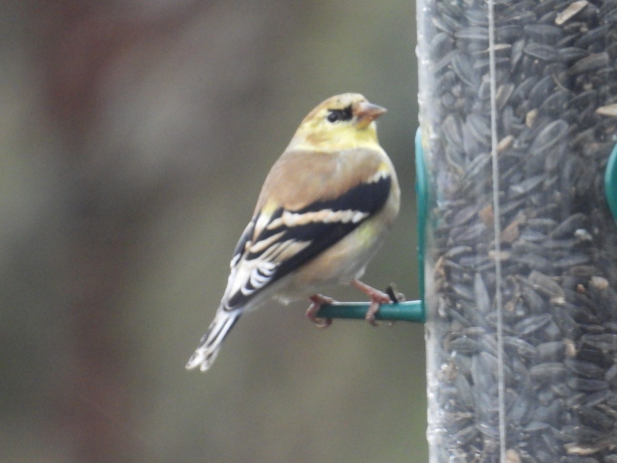 オウゴンヒワ - ML652697359