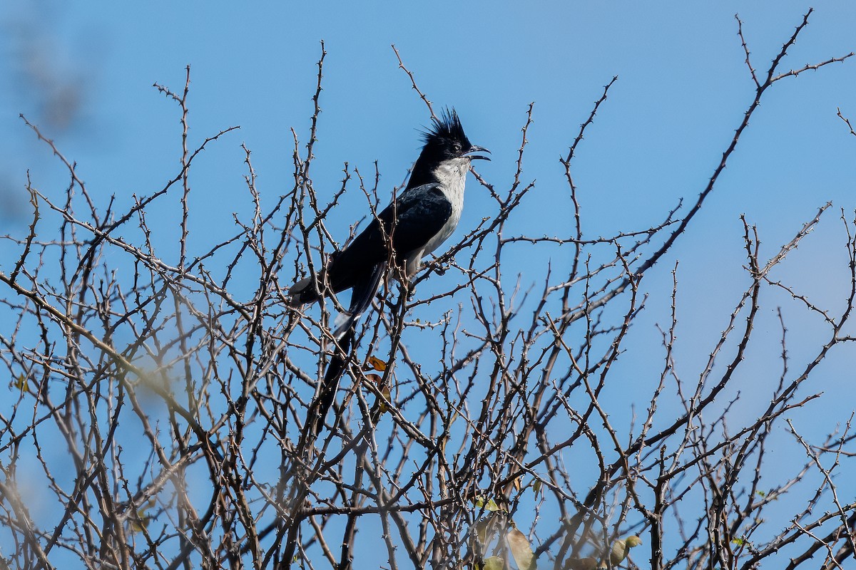 Зозуля строката - ML652697389