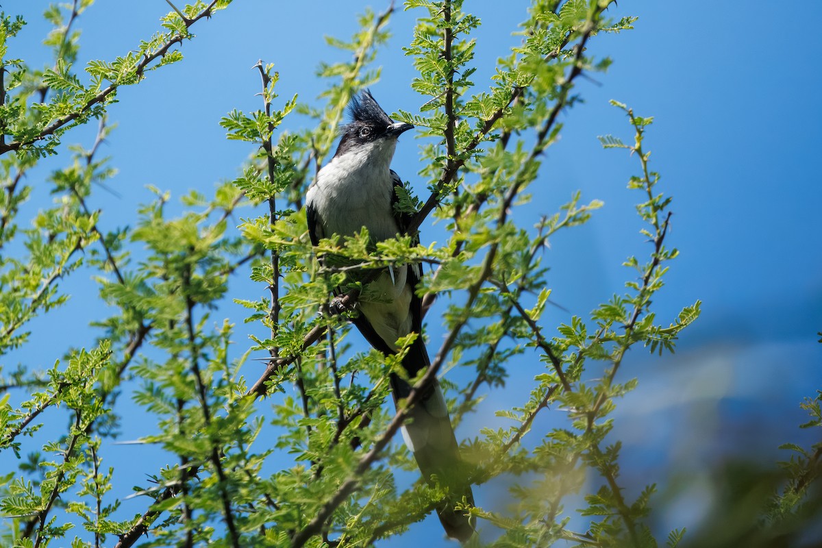 Зозуля строката - ML652697392