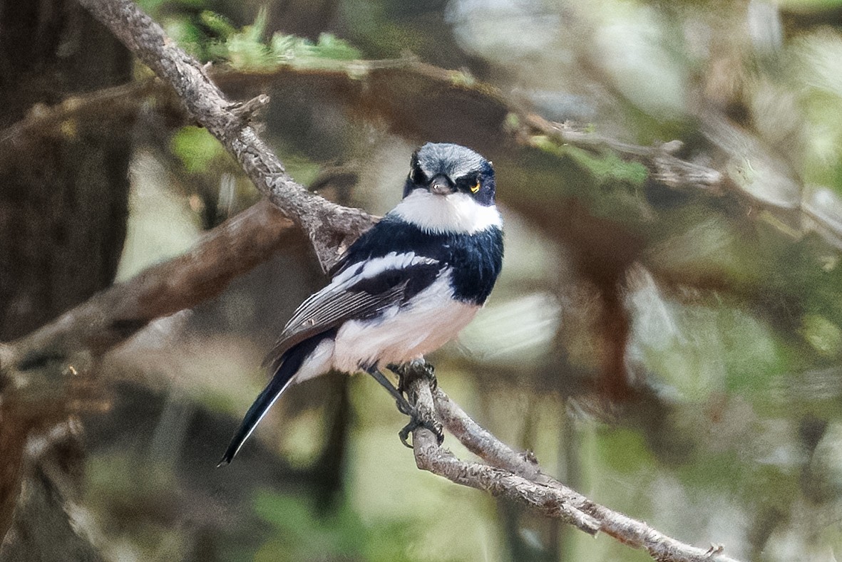 Приріт сіробокий - ML652697400