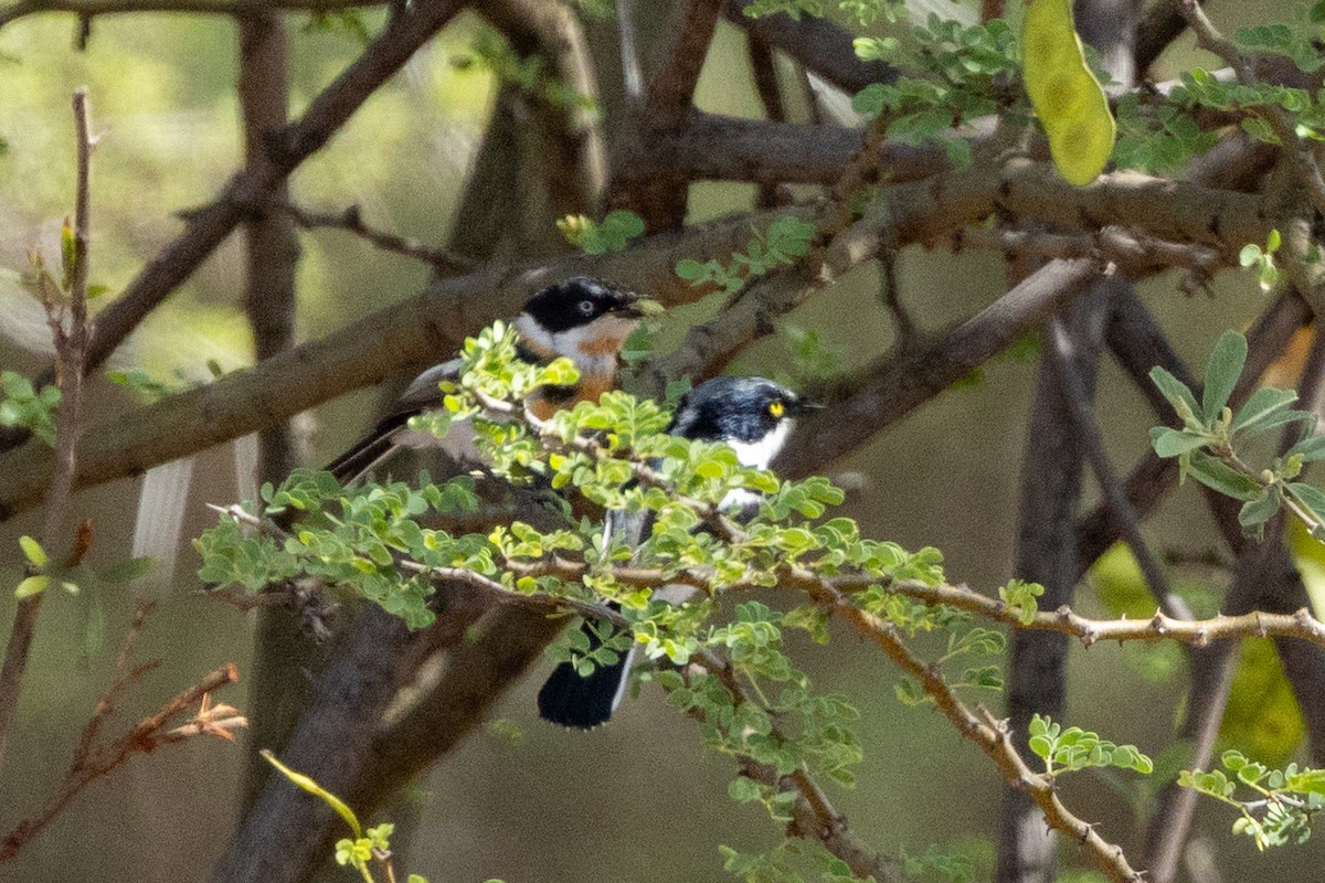 Приріт сіробокий - ML652697401