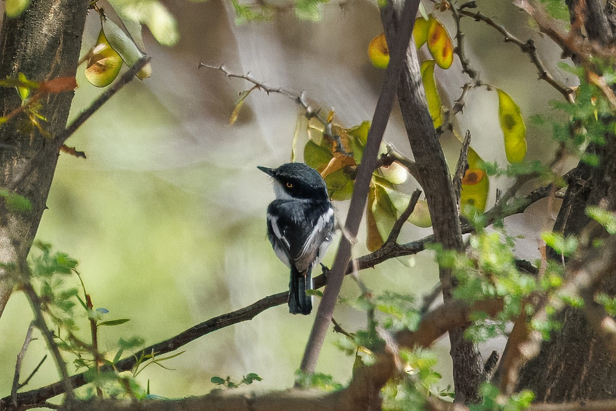 Приріт сіробокий - ML652697402