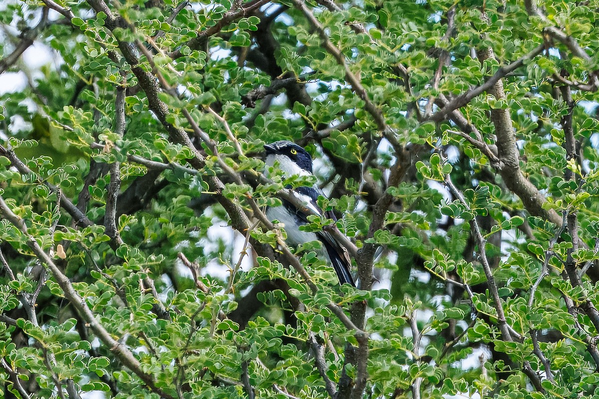 Приріт сіробокий - ML652697403