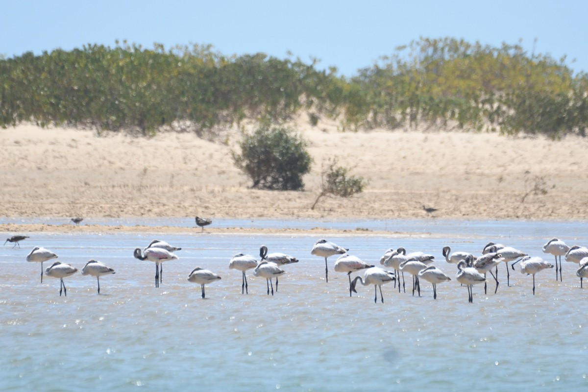 Lesser Flamingo - ML652697474