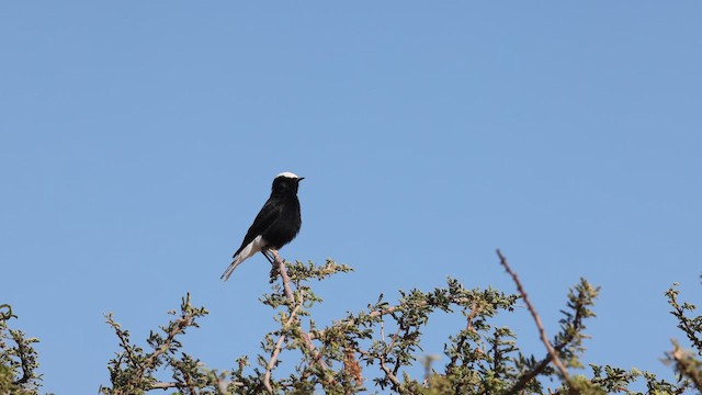 White-crowned Wheatear - ML652697573