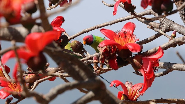 Plum-headed Parakeet - ML652697672