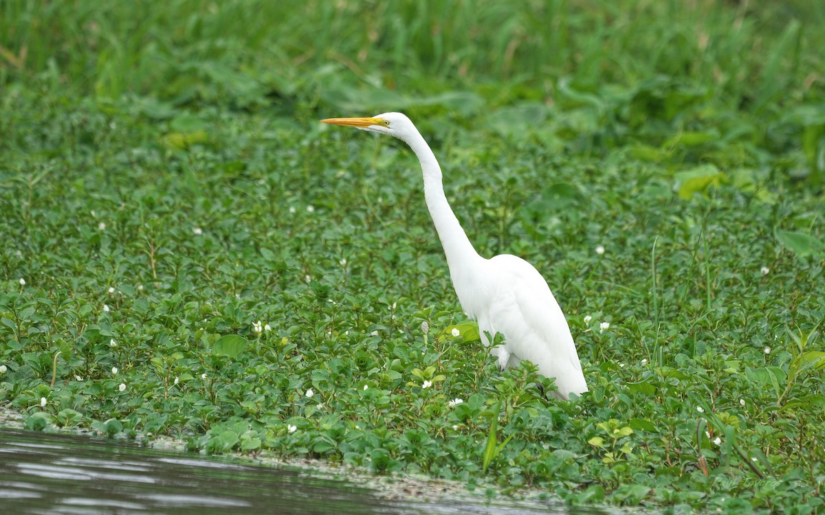 Garceta Grande - ML652697740