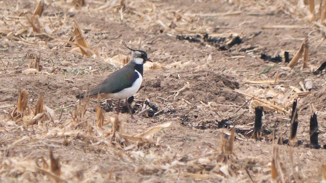 Northern Lapwing - ML652697754