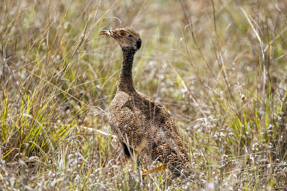 Дрохва світлокрила - ML652697924