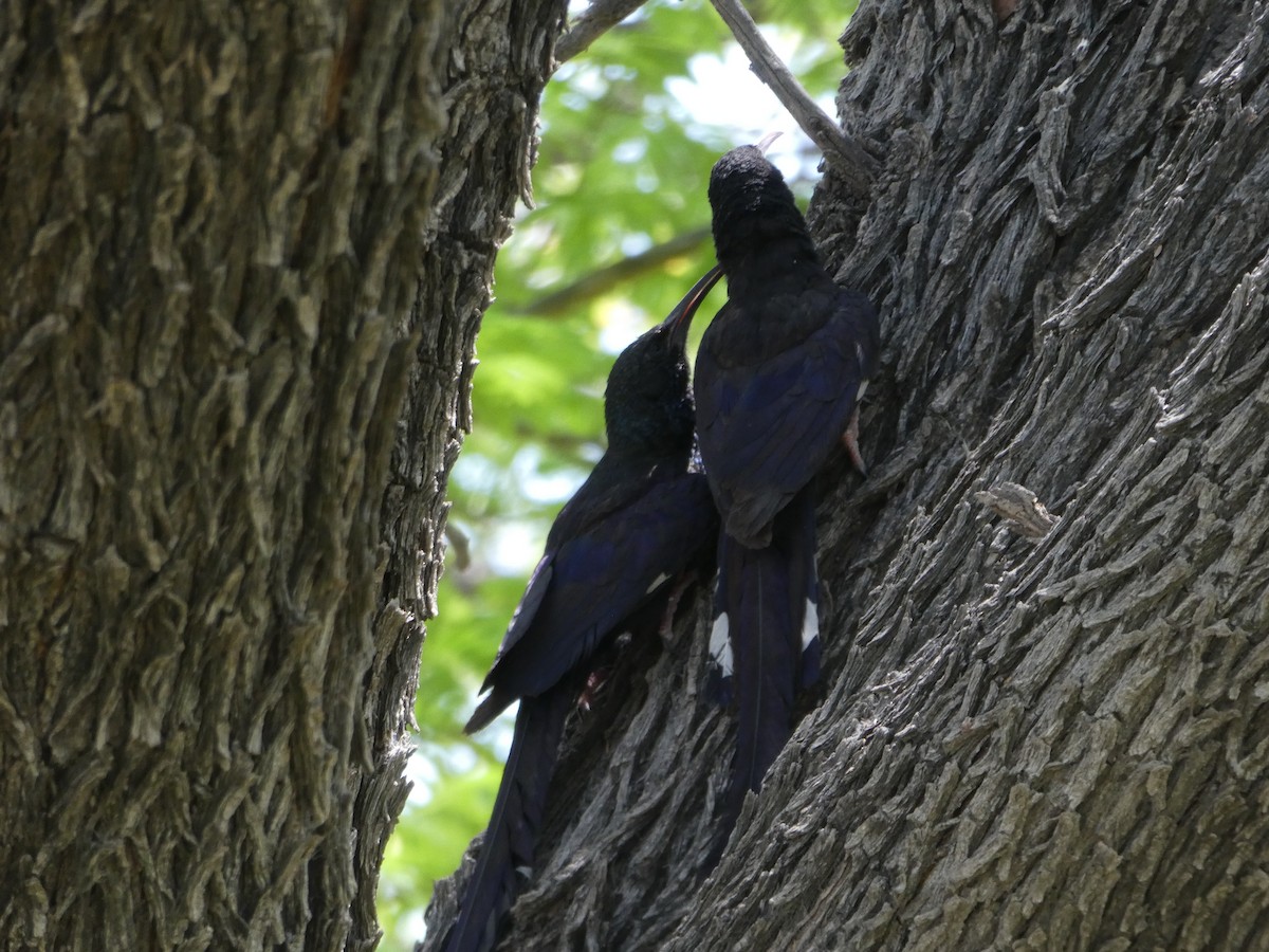 Фиолетовый древесный удод - ML652697926