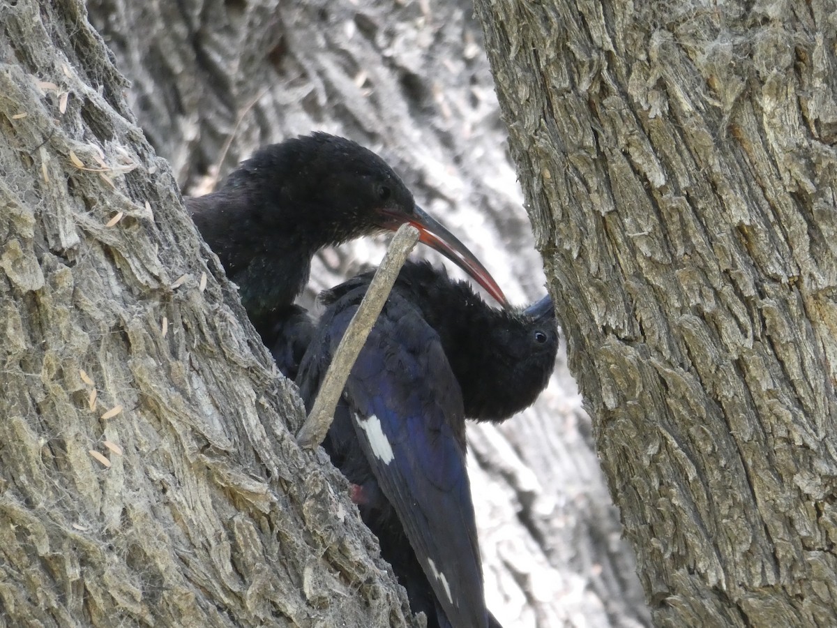 Фиолетовый древесный удод - ML652697931