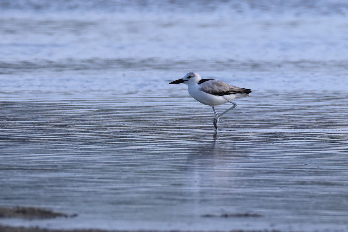 Reiherläufer - ML652697933