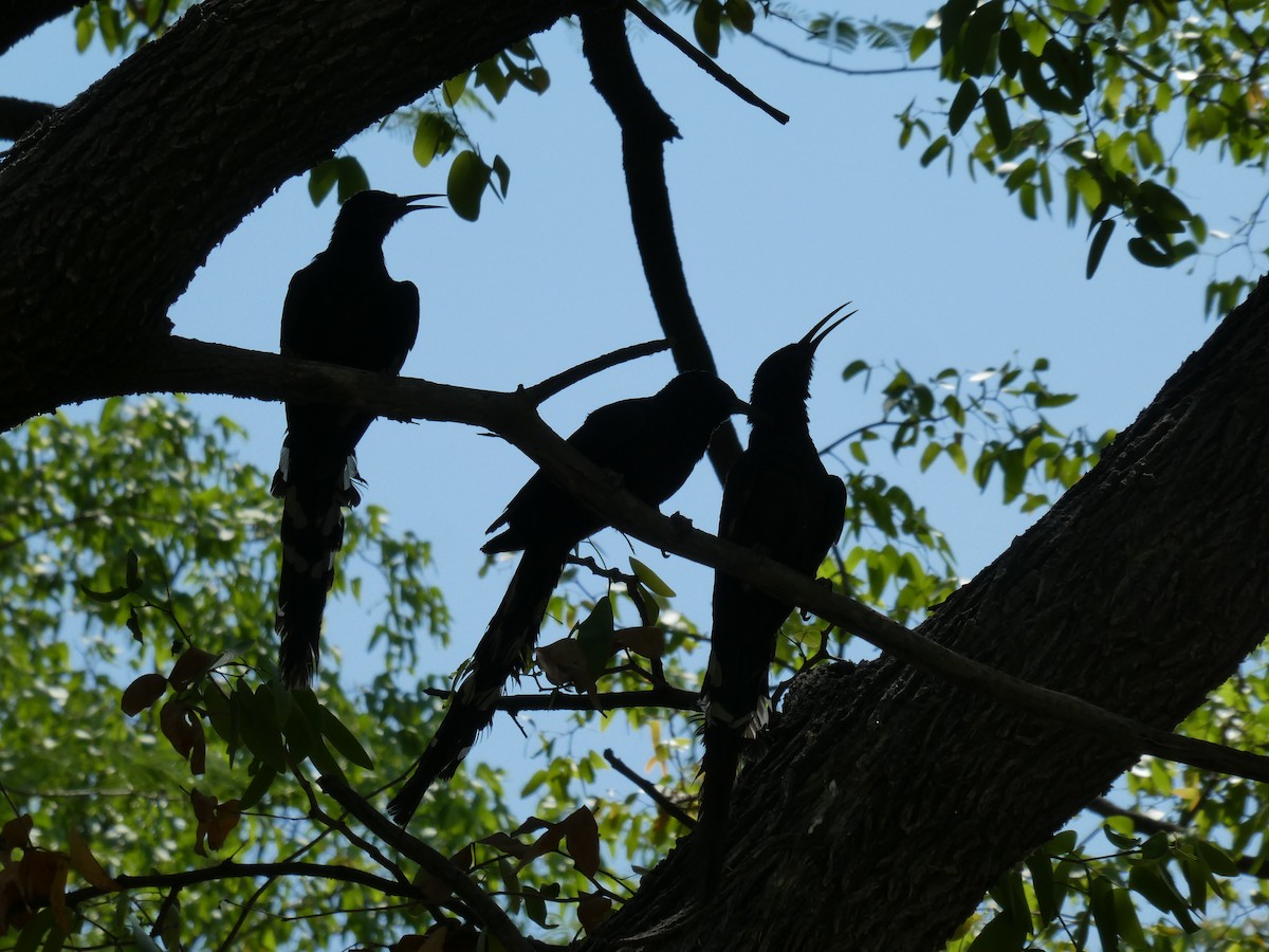 Фиолетовый древесный удод - ML652697936