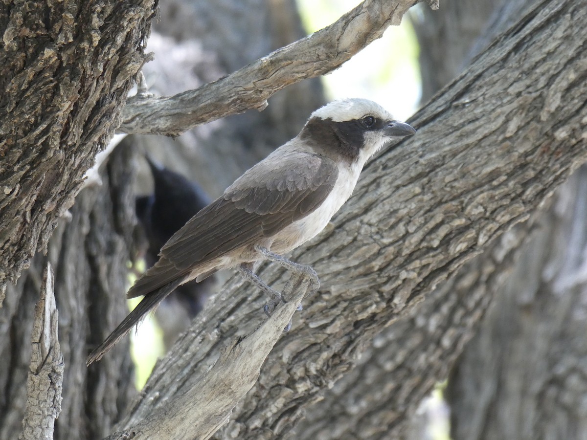 Белошапочный сорокопут - ML652697950