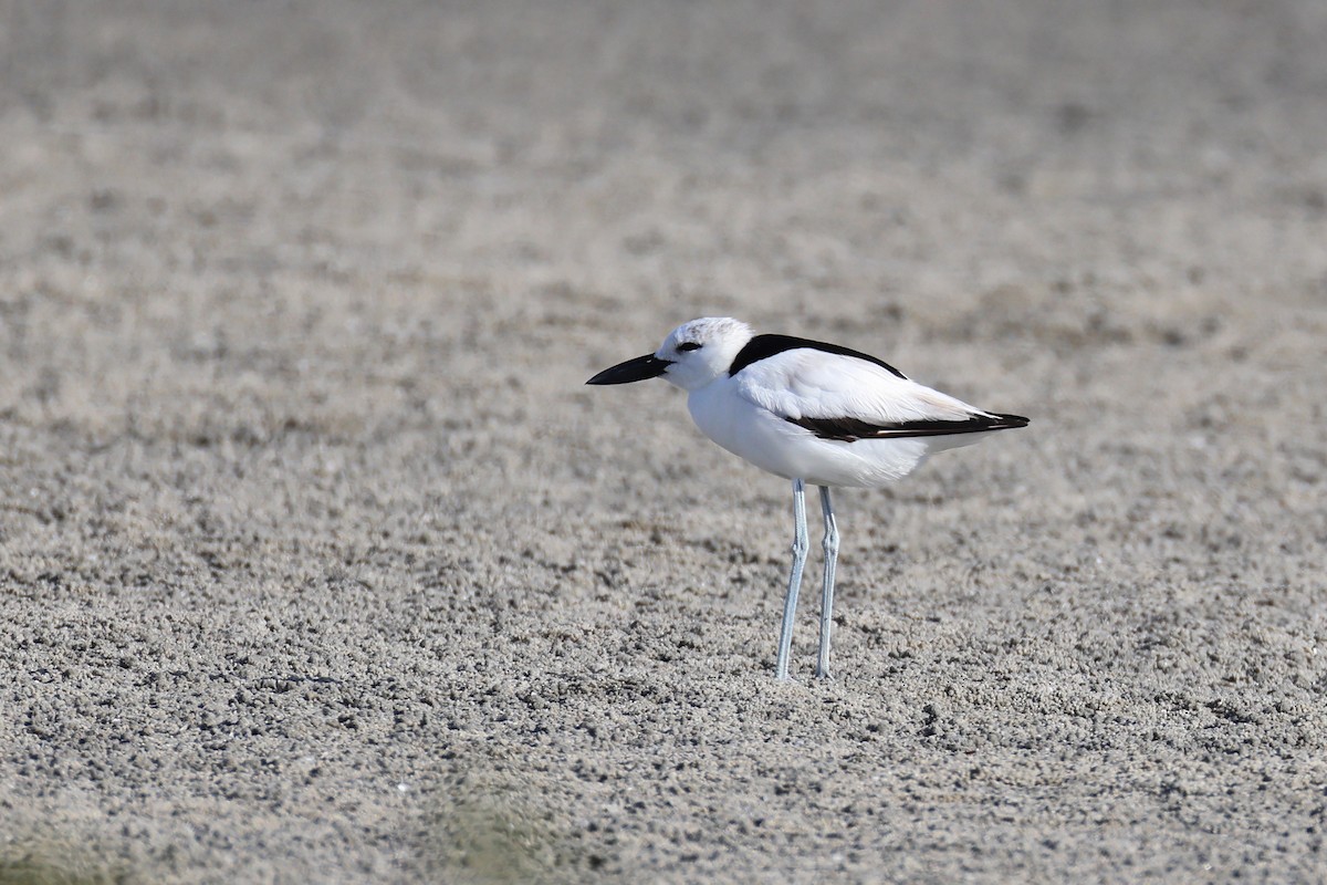 Reiherläufer - ML652697960