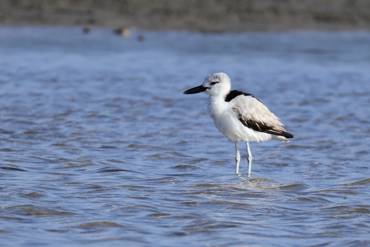 Reiherläufer - ML652697961