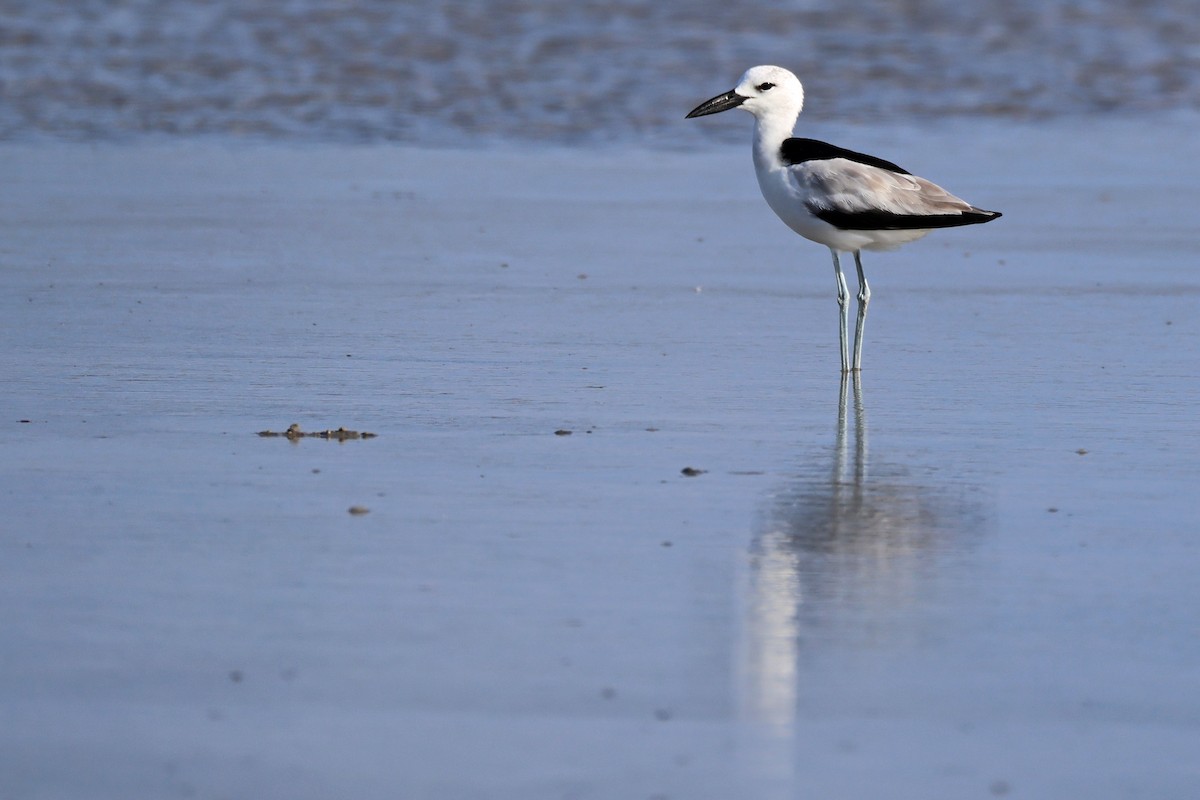 Reiherläufer - ML652697962