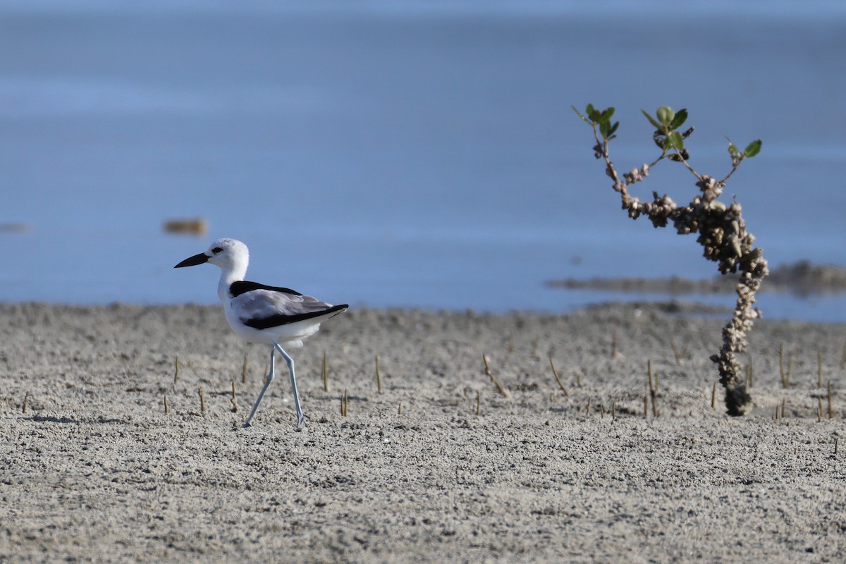 Reiherläufer - ML652697963