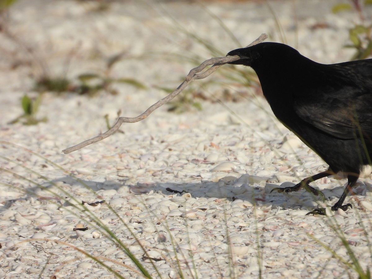 Fish Crow - ML652697990