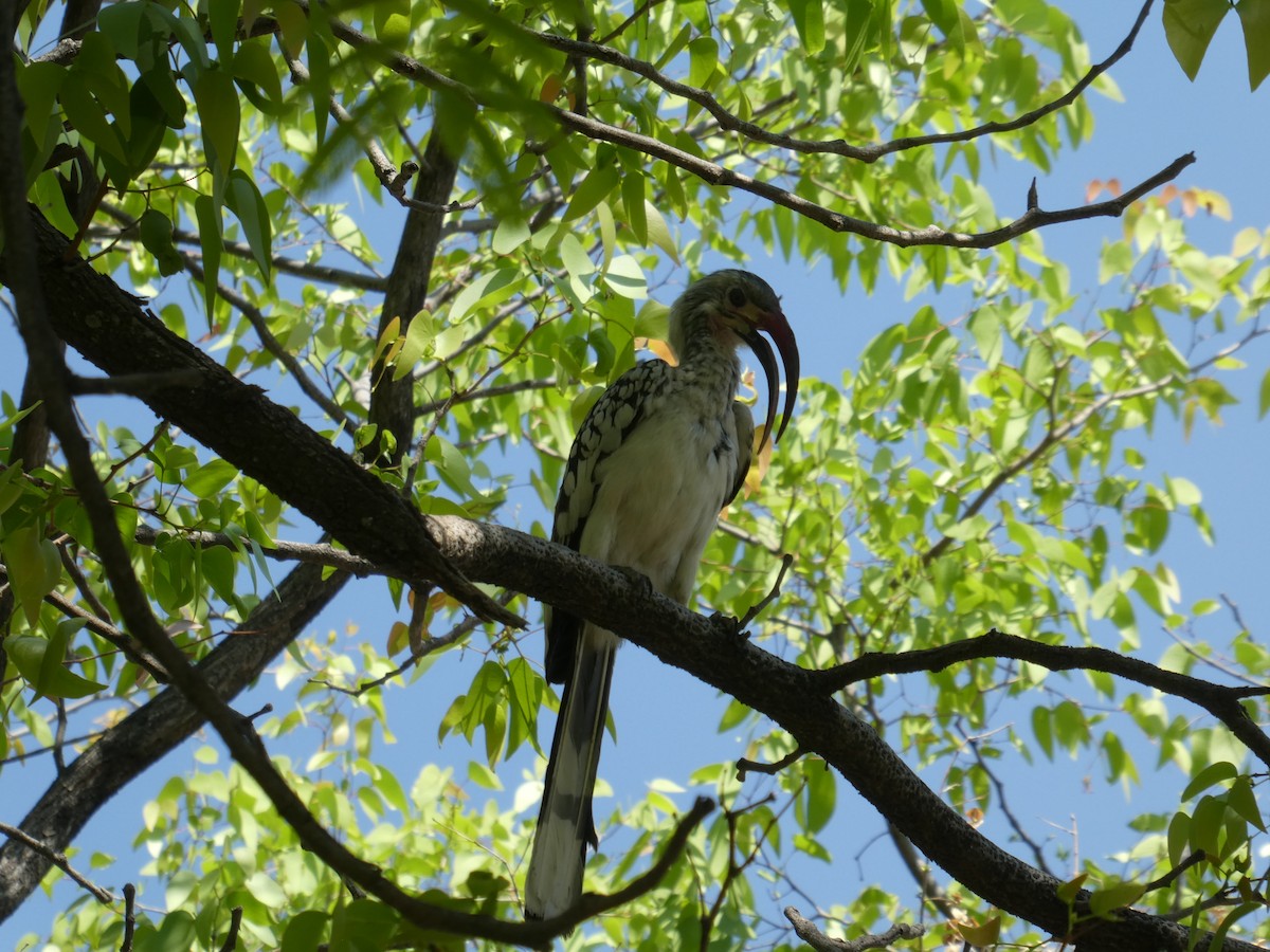 Пестрошейный токо - ML652698043