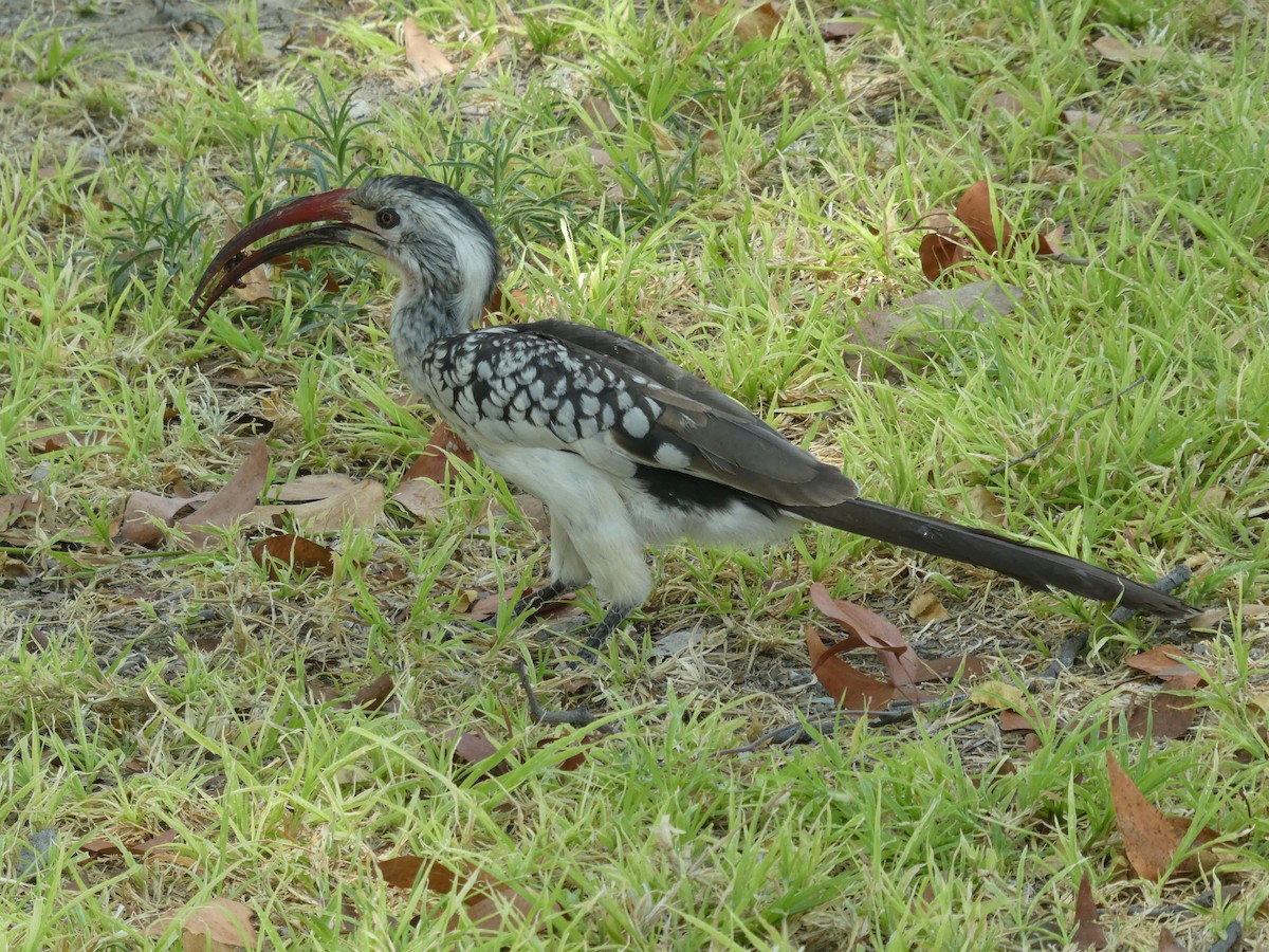 Пестрошейный токо - ML652698044