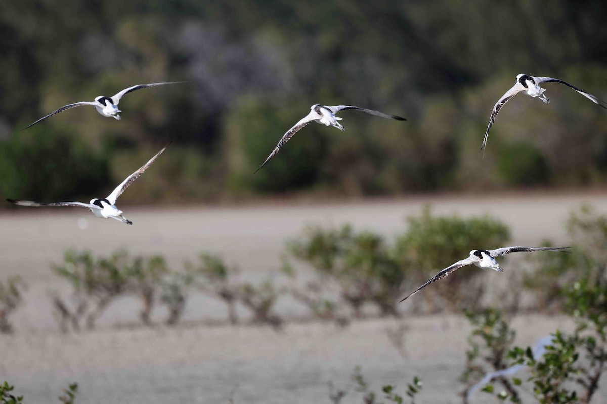 Reiherläufer - ML652698053