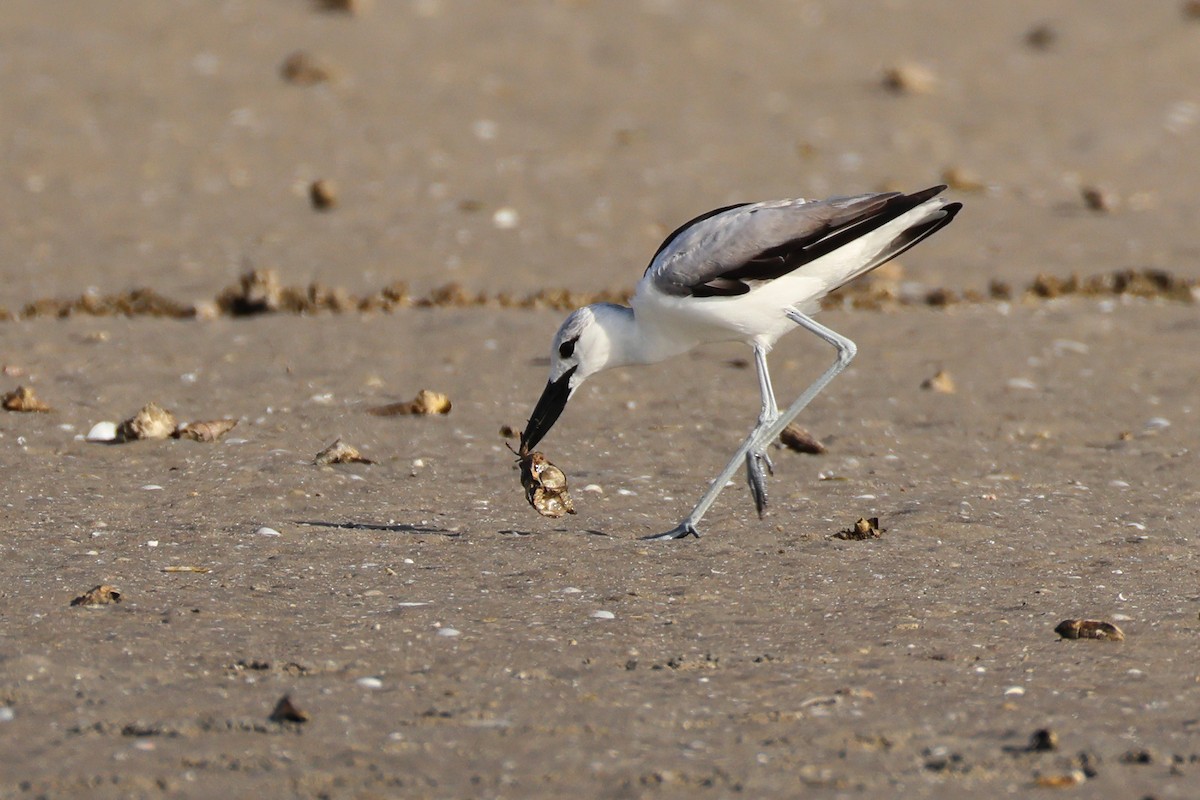 Reiherläufer - ML652698054