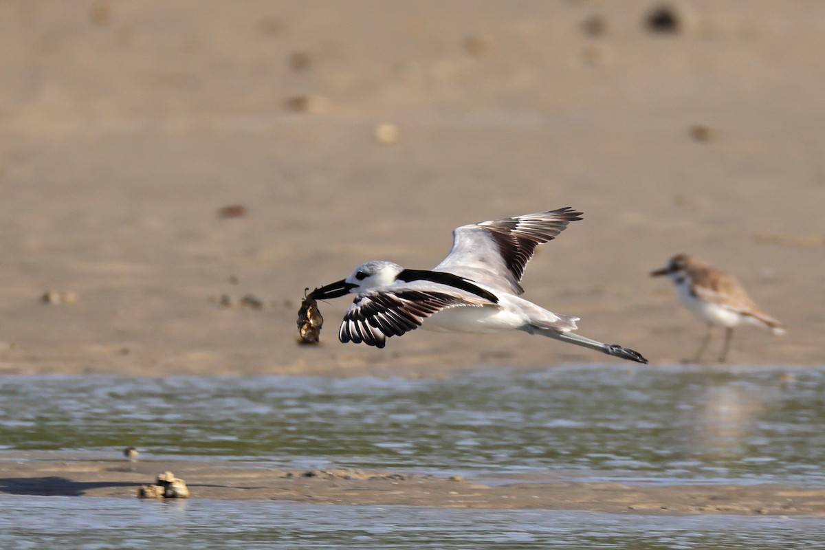 Reiherläufer - ML652698055