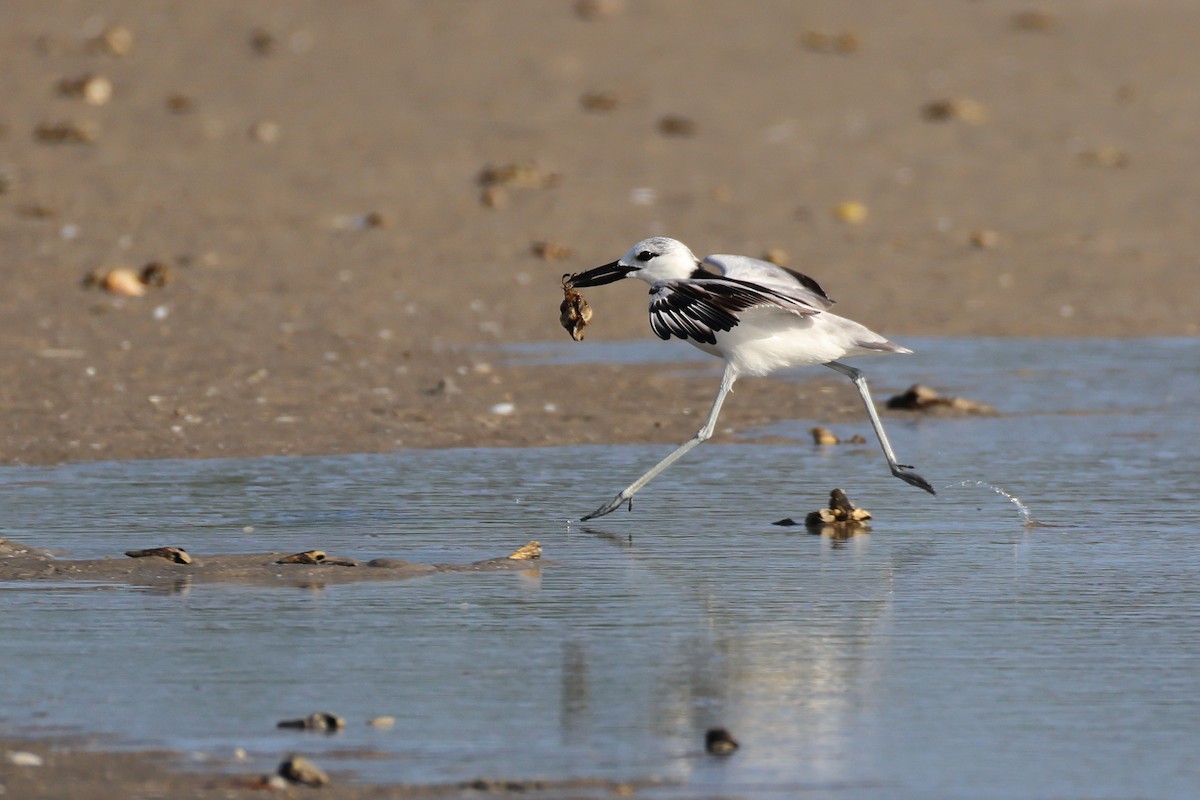 Reiherläufer - ML652698057