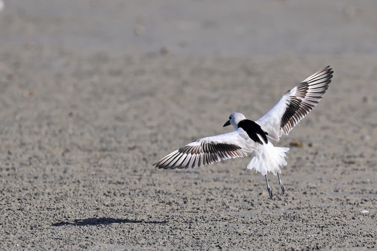 Reiherläufer - ML652698060