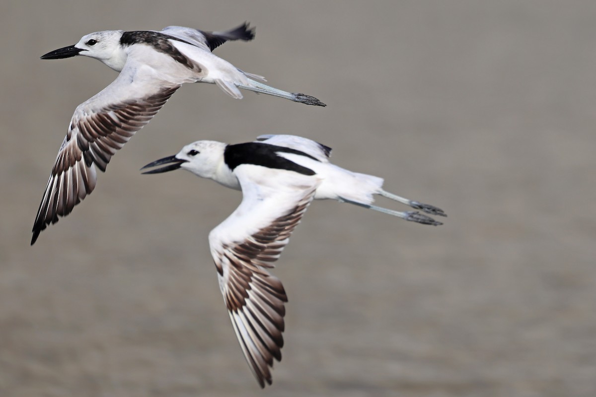 Reiherläufer - ML652698061