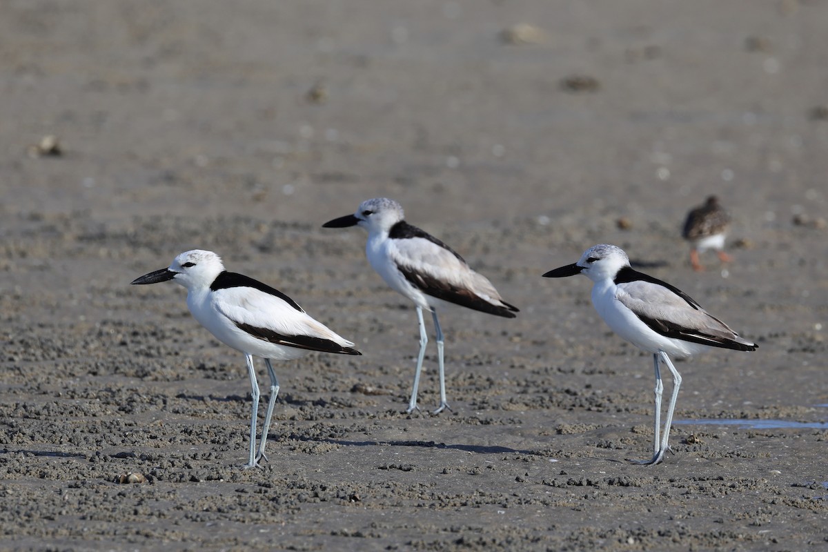 Reiherläufer - ML652698062