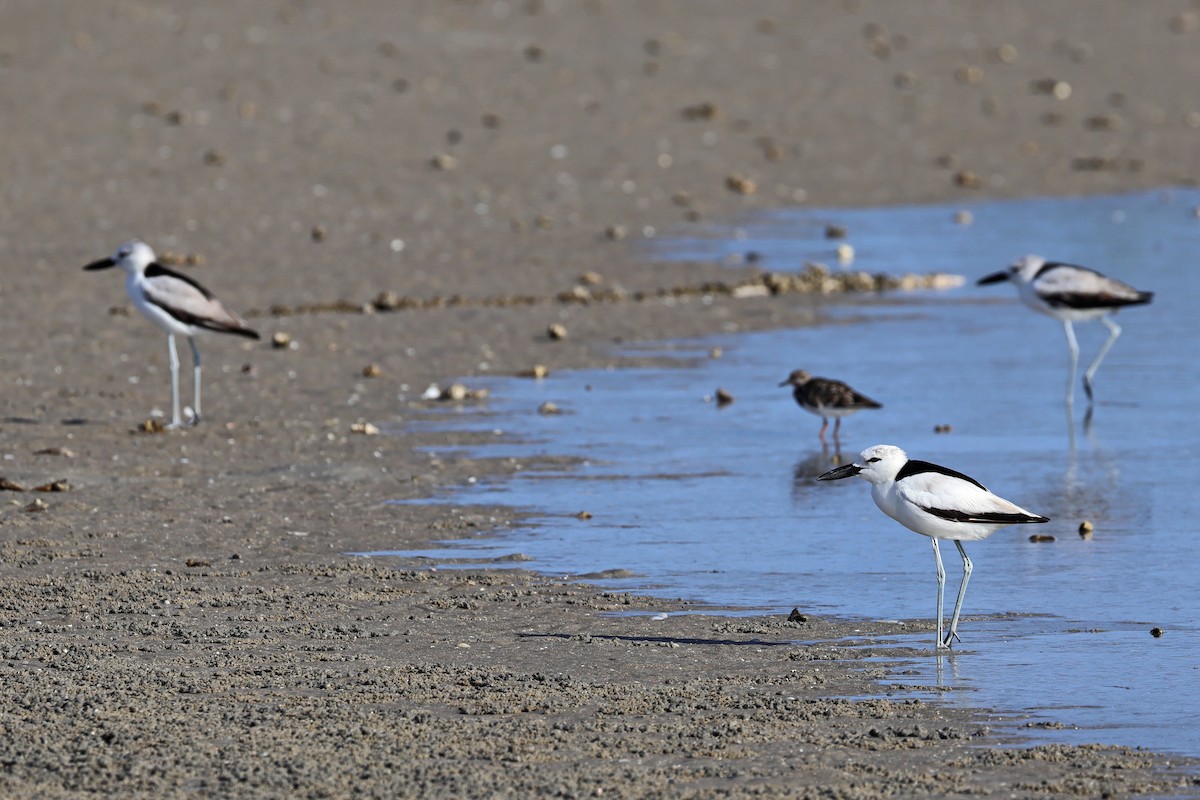 Reiherläufer - ML652698063