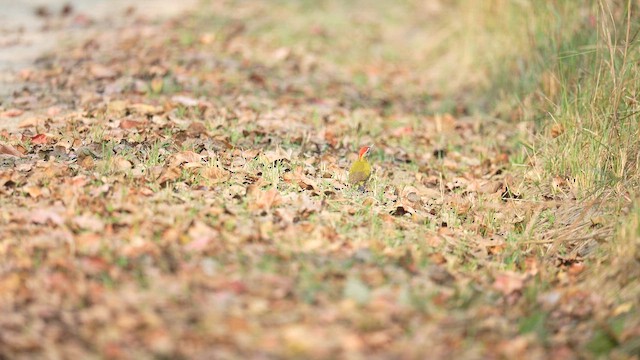 Streak-throated Woodpecker - ML652698143