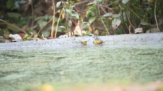 Indian White-eye - ML652698239