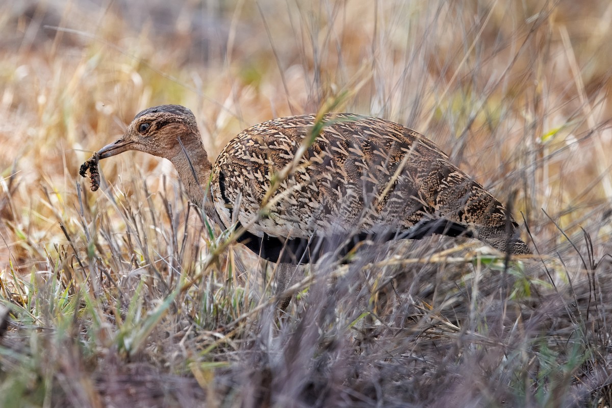 Дрохва рудочуба - ML652698457