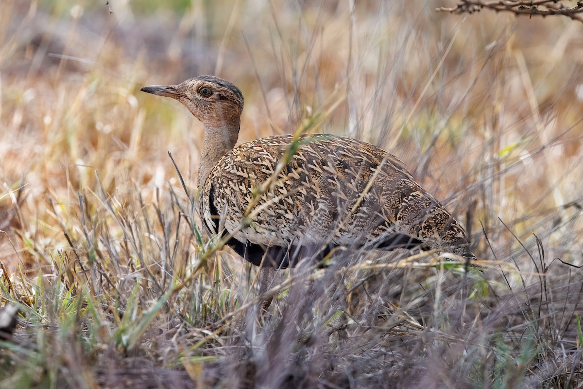 Дрохва рудочуба - ML652698458