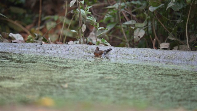 White-rumped Shama - ML652698494