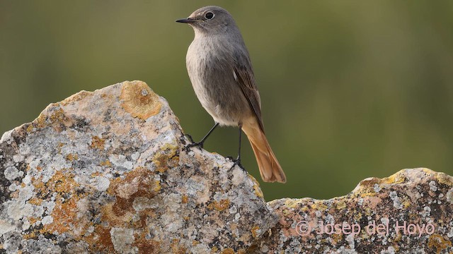 Black Redstart - ML652698551