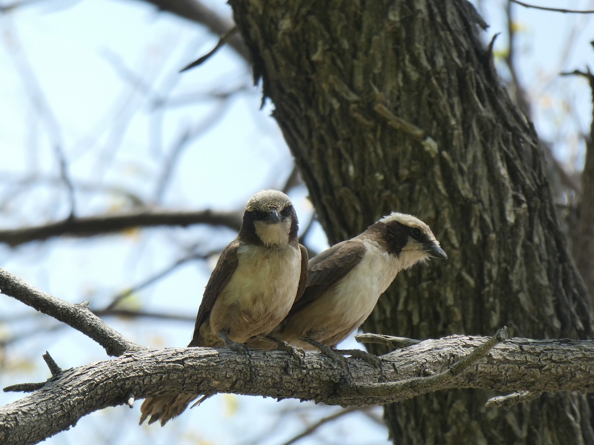 Белошапочный сорокопут - ML652698665