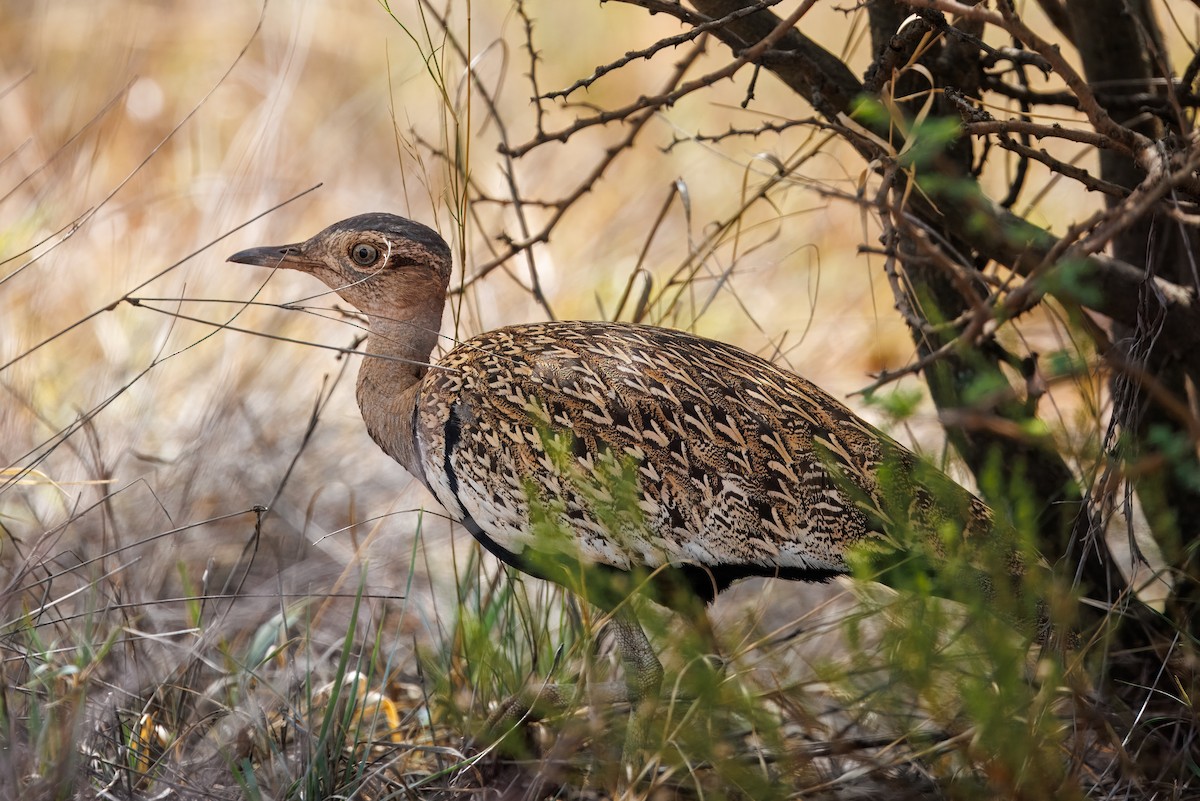 Дрохва рудочуба - ML652698672