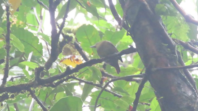 Russet Antshrike - ML652698705